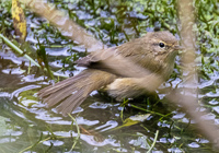 Small bird splashes in serene water setting